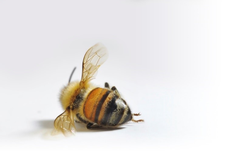 A picture of a dead bee